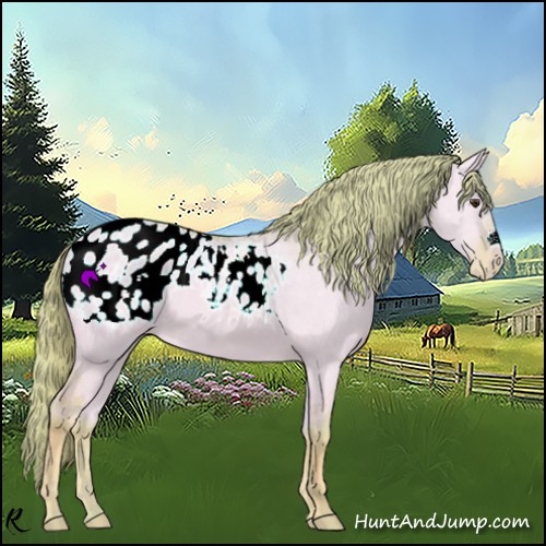 Horse Color:Watercolor Red Dun Appaloosa 