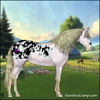 Horse Color:Watercolor Red Dun Appaloosa 
