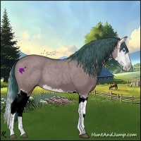 Horse Color:Watercolor Grullo Splash 