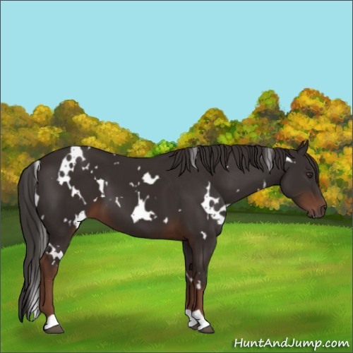 Horse Color:White Spotted Liver Chestnut 