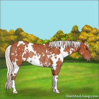 Horse Color:White Spotted Silver Bay Rabicano 