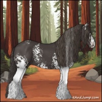 Horse Color:White Spotted Smoky Black 