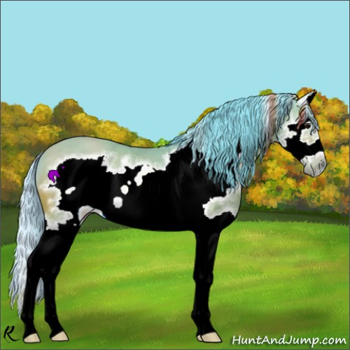 Horse Color:Watercolor Bay Splash Frame Rabicano 