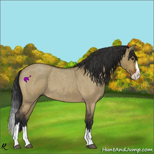 Horse Color:Bay Roan Dun Sabino Splash 