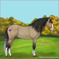 Horse Color:Bay Roan Dun Sabino Splash 