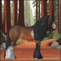 Horse Color:White Spotted Bay 