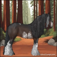 Horse Color:White Spotted Brown Rabicano