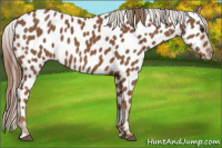 Horse Color:Chestnut Appaloosa 