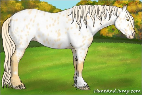 Horse Color:Palomino Dun Appaloosa 
