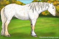 Horse Color:Palomino Dun Appaloosa 