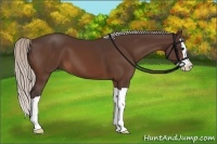 Horse Color:Silver Bay Splash 