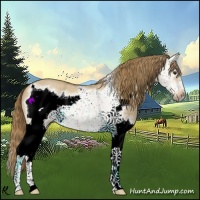 Horse Color:Watercolor Red Dun Roan Splash Frame Rabicano 