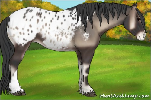 Horse Color:Blue Onyx Appaloosa 