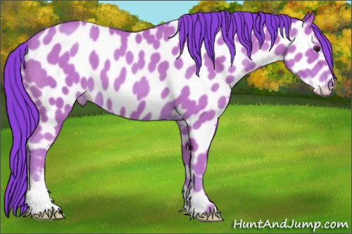 Horse Color:Watercolor Classic Champagne Roan Appaloosa 
