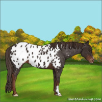 Horse Color:Liver Chestnut Appaloosa 