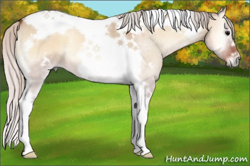 Horse Color:White Spotted Silver Bay Onyx Splash Tobiano Frame Rabicano 