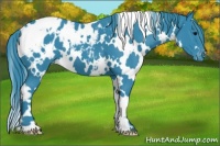 Horse Color:Watercolor White Spotted Black Appaloosa 