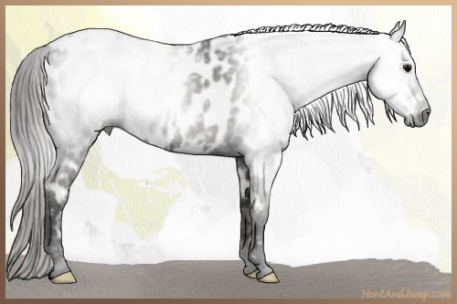 Horse Color:Gray Smoky Black Appaloosa 