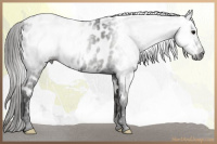 Horse Color:Gray Smoky Black Appaloosa 