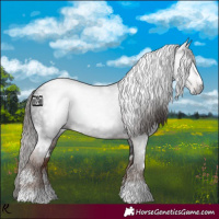 Horse Color:Gray White Spotted Liver Chestnut