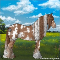 Horse Color:White Spotted Chestnut 