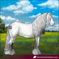Horse Color:Gray White Spotted Brown Dun