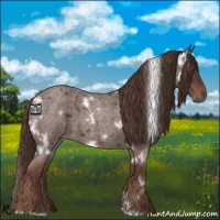 Horse Color:White Spotted Liver Red Roan