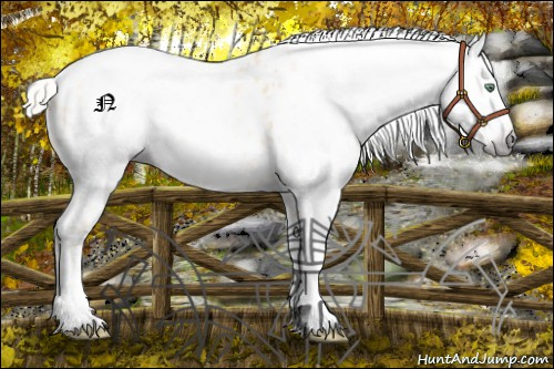 Horse Color:Gray Silver Amber Cream Champagne Roan Dun Splash Tobiano Frame Near Leopard Rabicano 