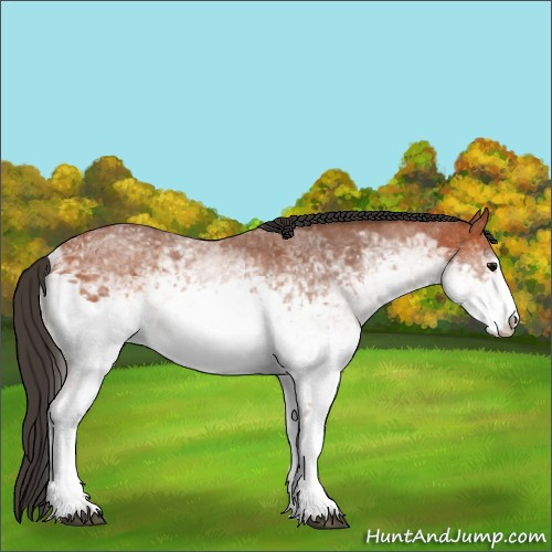 Horse Color:White Spotted Bay Sabino Rabicano