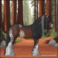 Horse Color:White Spotted Brown
