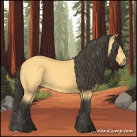 Horse Color:Buckskin 