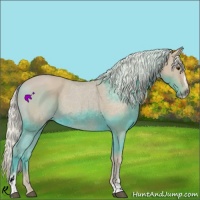 Horse Color:Watercolor Palomino Sabino 