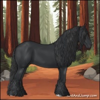 Horse Color:Black 