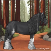 Horse Color:White Spotted Black 