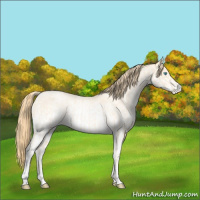 Horse Color:Buckskin Roan Pearl and White Spotted Buckskin Roan Pearl