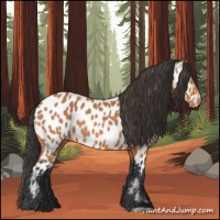 Horse Color:Bay Near Leopard