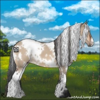 Horse Color:White Spotted Bay Dun 