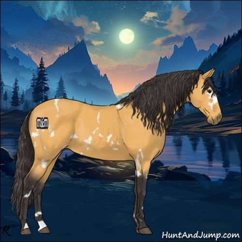 Horse Color:White Spotted Buckskin Rabicano 