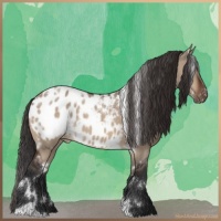 Horse Color:White Spotted Bay Dun Appaloosa 