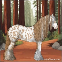 Horse Color:Chestnut Appaloosa