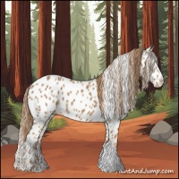 Horse Color:Chestnut Appaloosa 