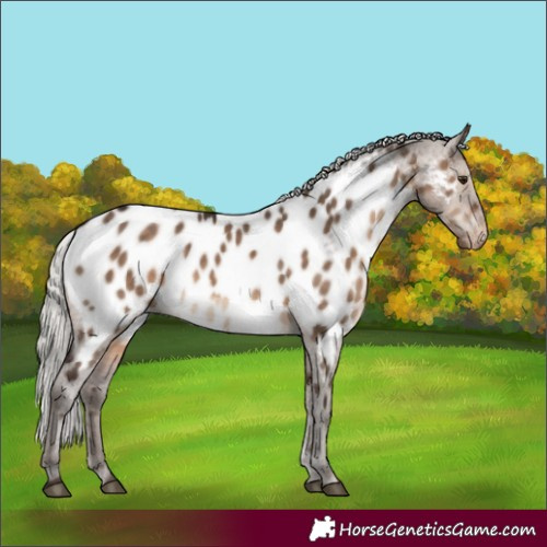 Horse Color:Silver Brown Dun Near Leopard