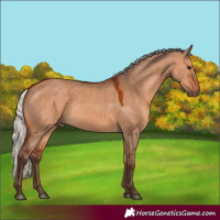 Horse Color:Silver Bay Dun