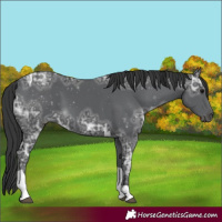 Horse Color:Black Ice Tobiano