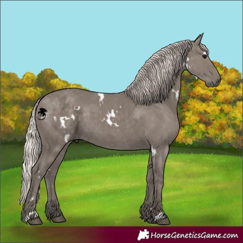 Horse Color:White Spotted Silver Grullo 
