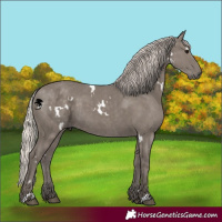 Horse Color:White Spotted Silver Grullo 