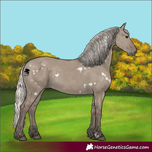 Horse Color:White Spotted Silver Grullo