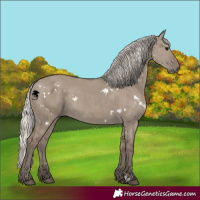 Horse Color:White Spotted Silver Grullo 