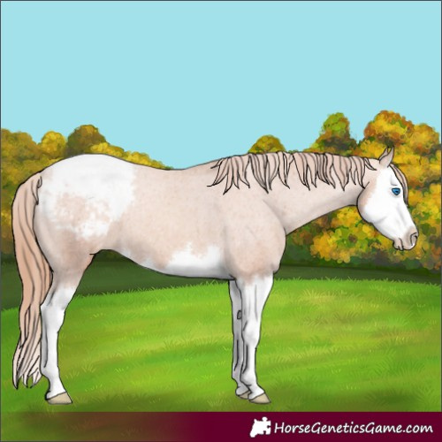 Horse Color:Gold Champagne Splash Snowcap 