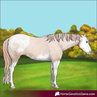 Horse Color:Gold Champagne Splash Snowcap 